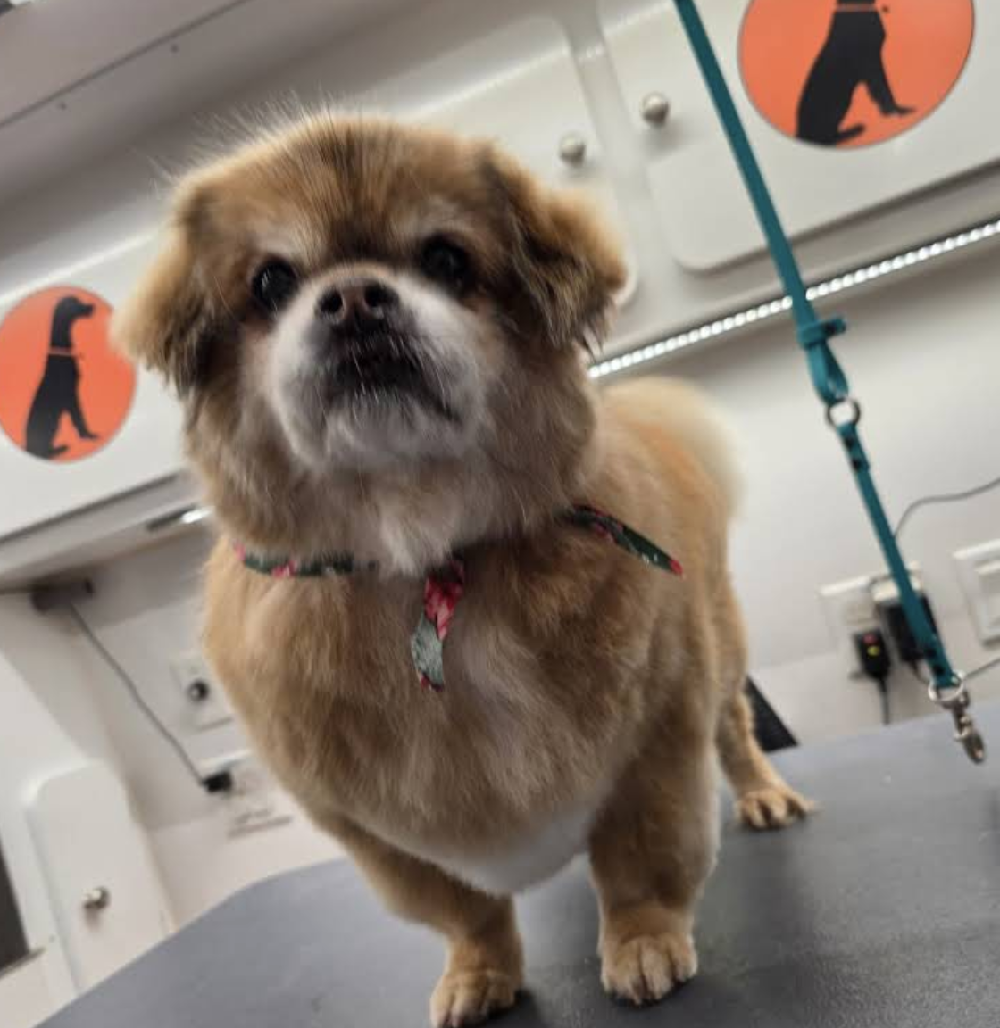 Pekingese