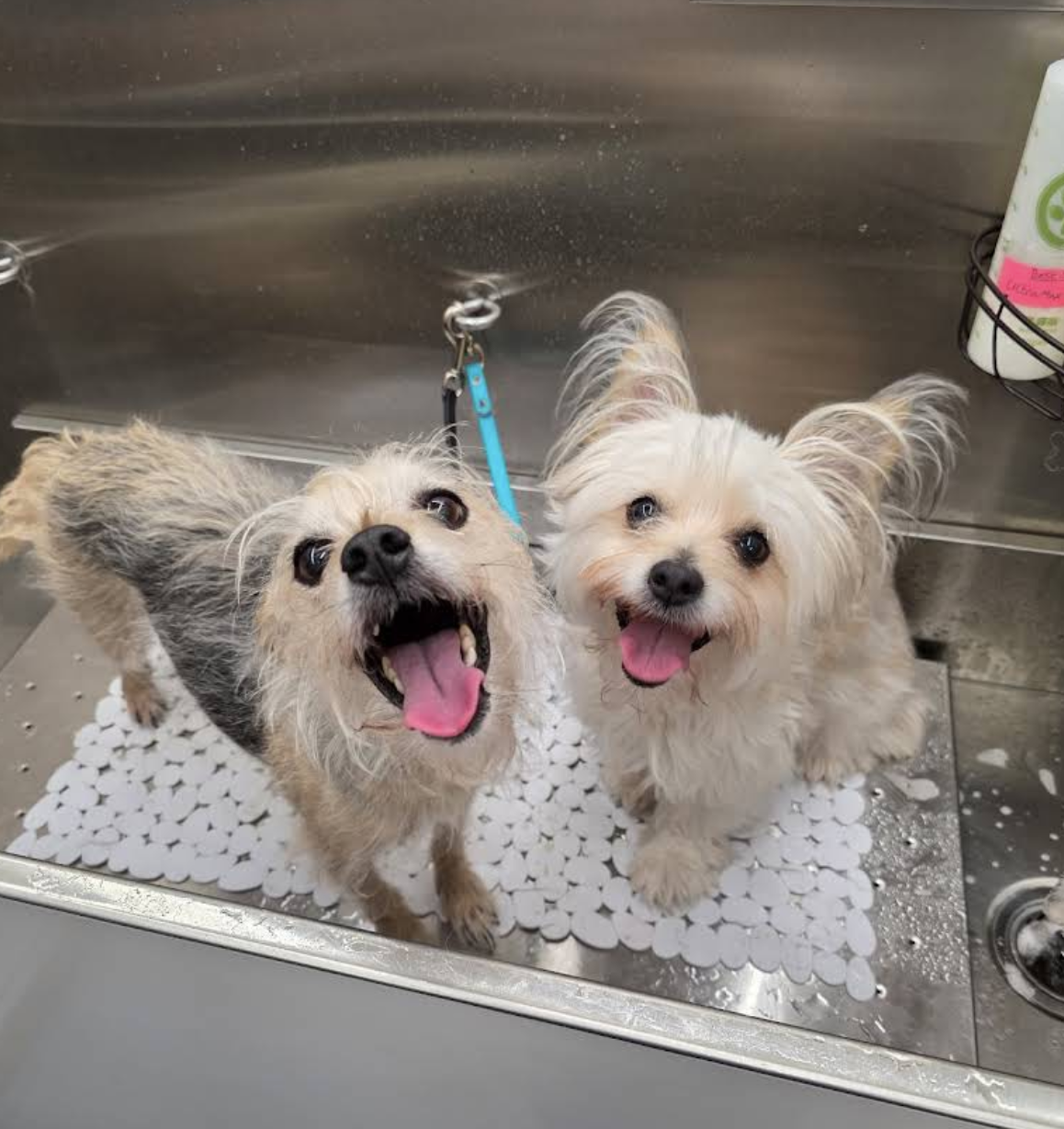Two happy pups in the Wags N Wash mobile salon