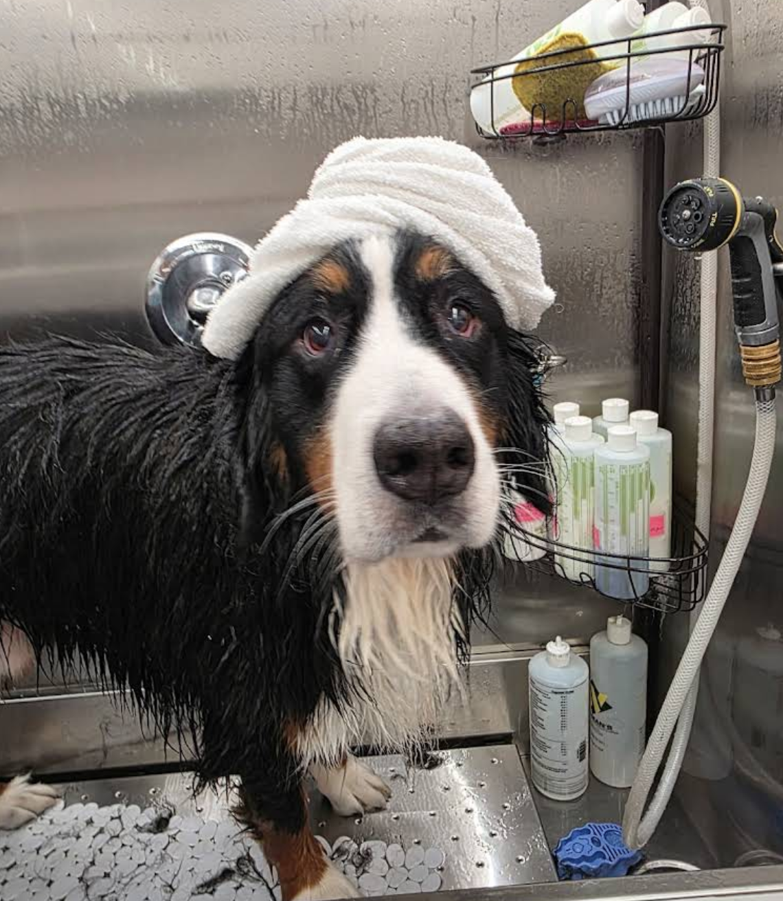 Bernese Mountain Dog